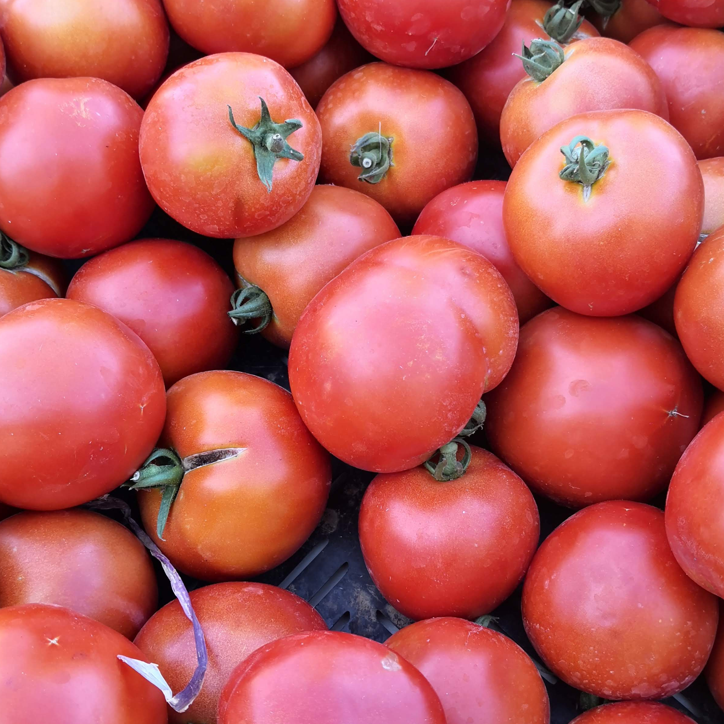Tomate Ronde - 3,3kg