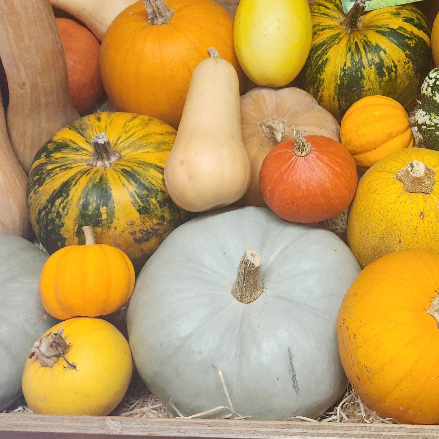 Courge Bleue de Hongrie - 1,25kg