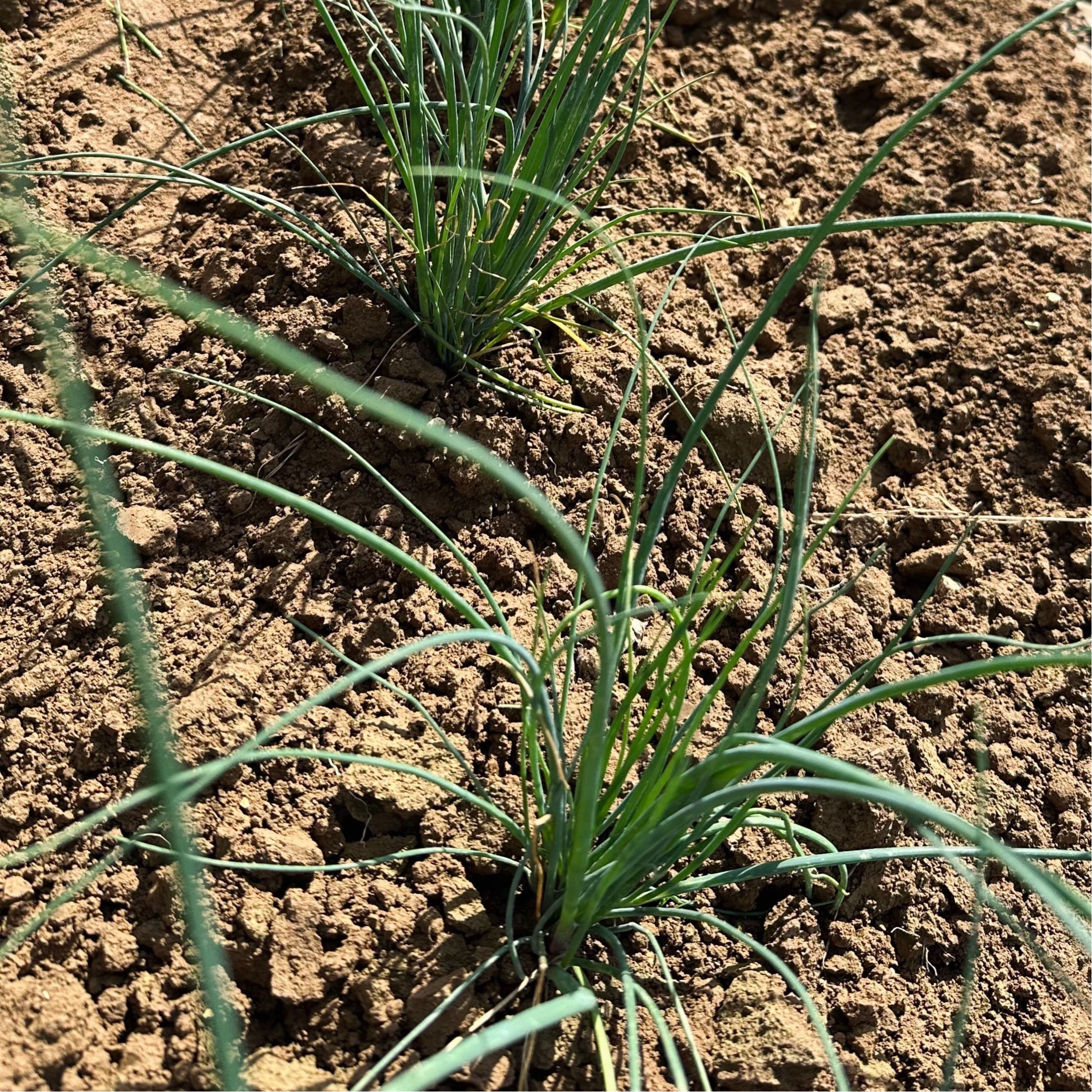 Bouquet de ciboulette