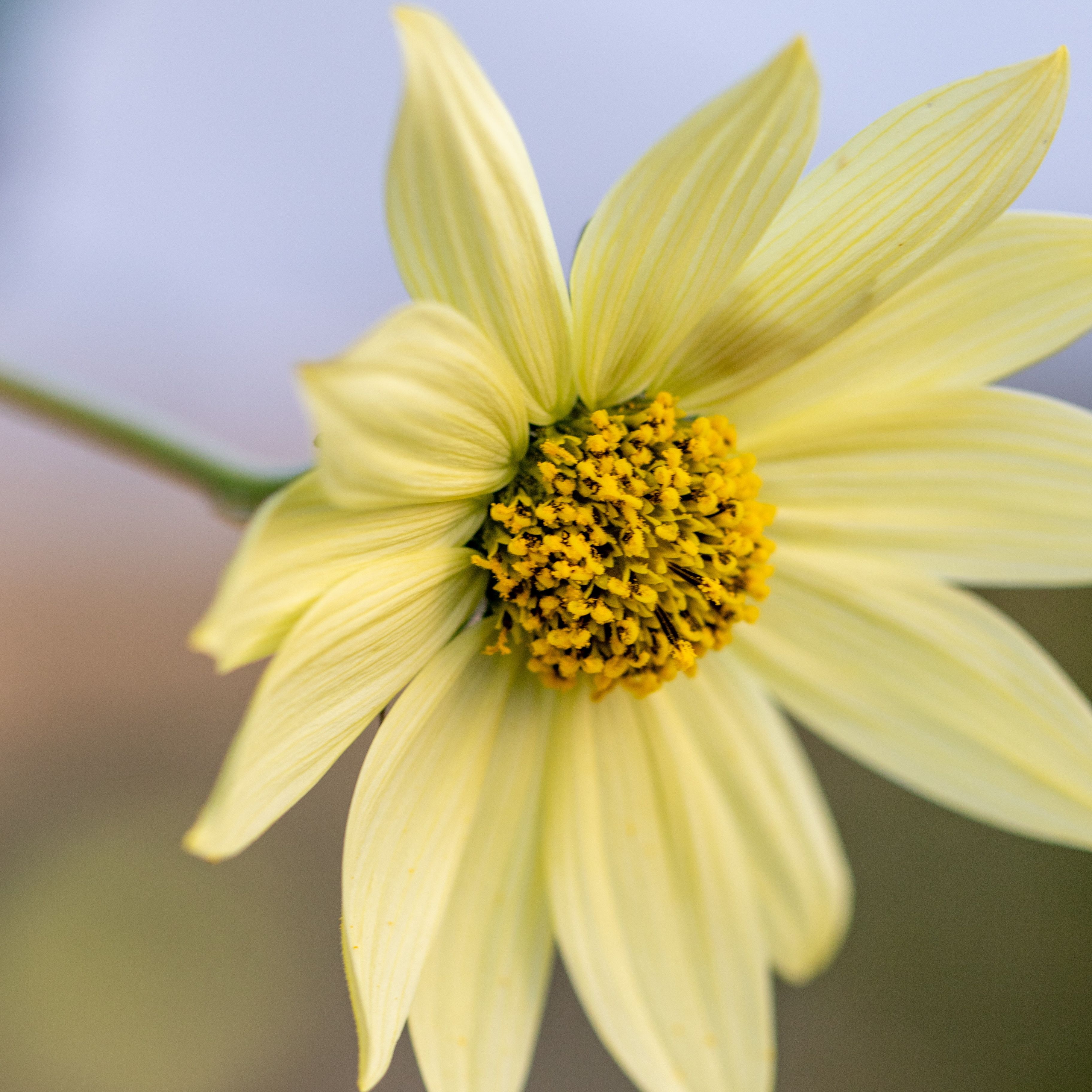 Helianthus giganteus