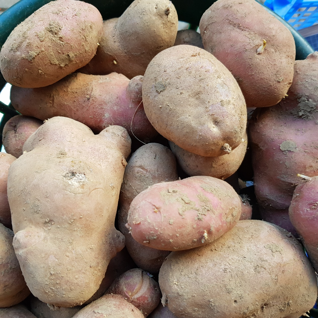 Pomme de terre chaire ferme