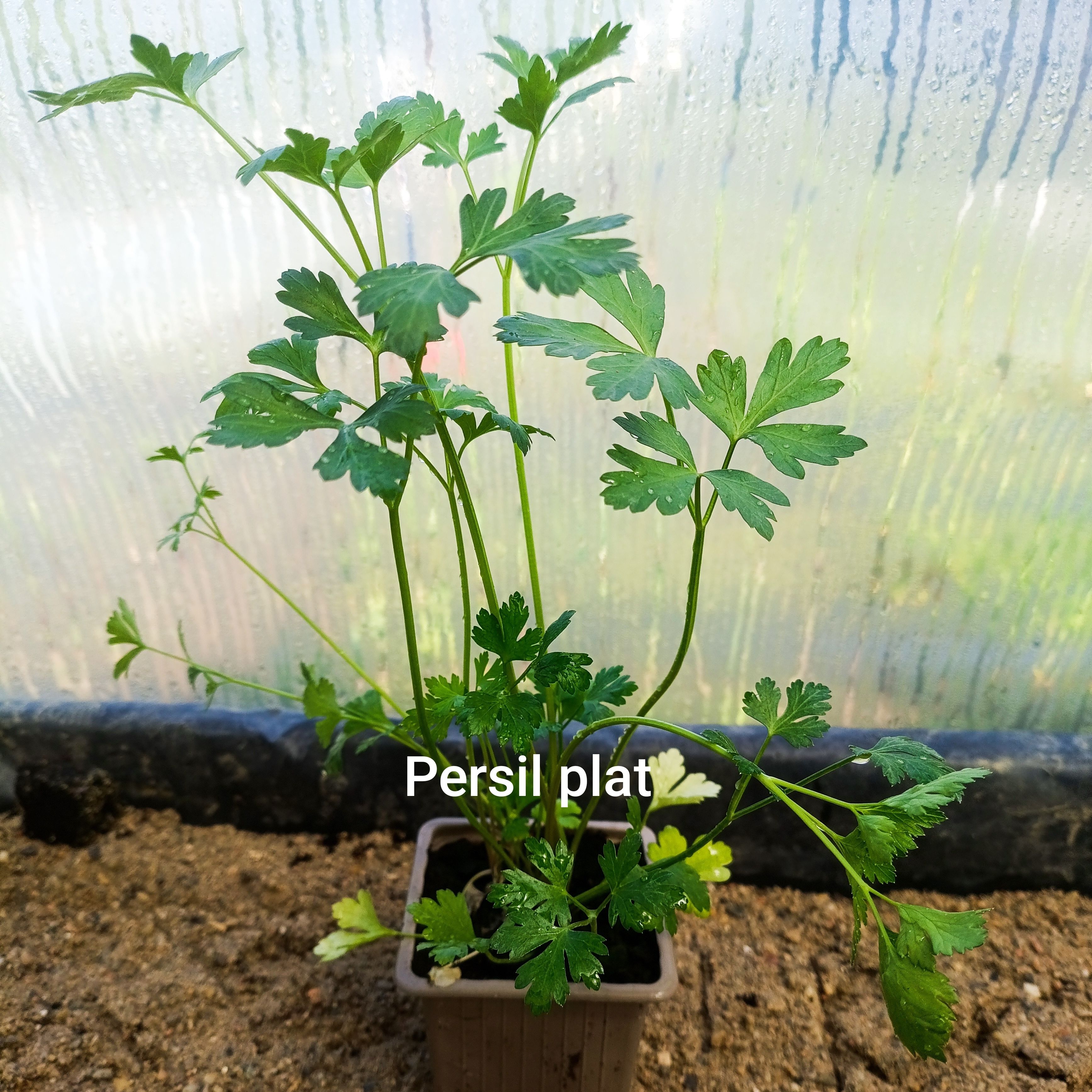 Plant aromatique - persil plat