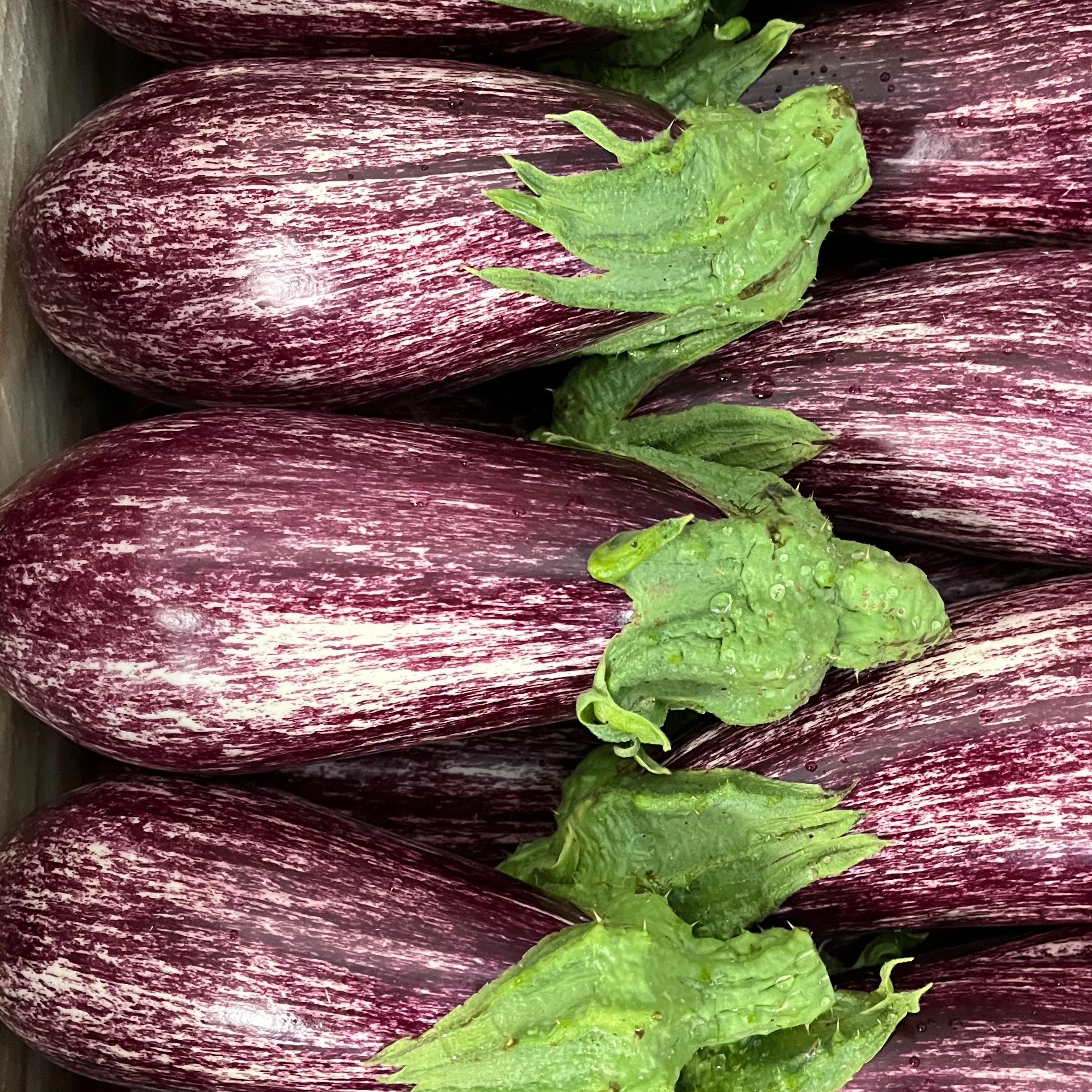 Aubergines zebra