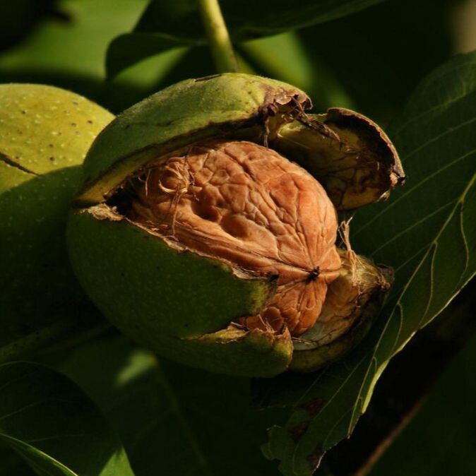 Noyer commun - Juglans regia