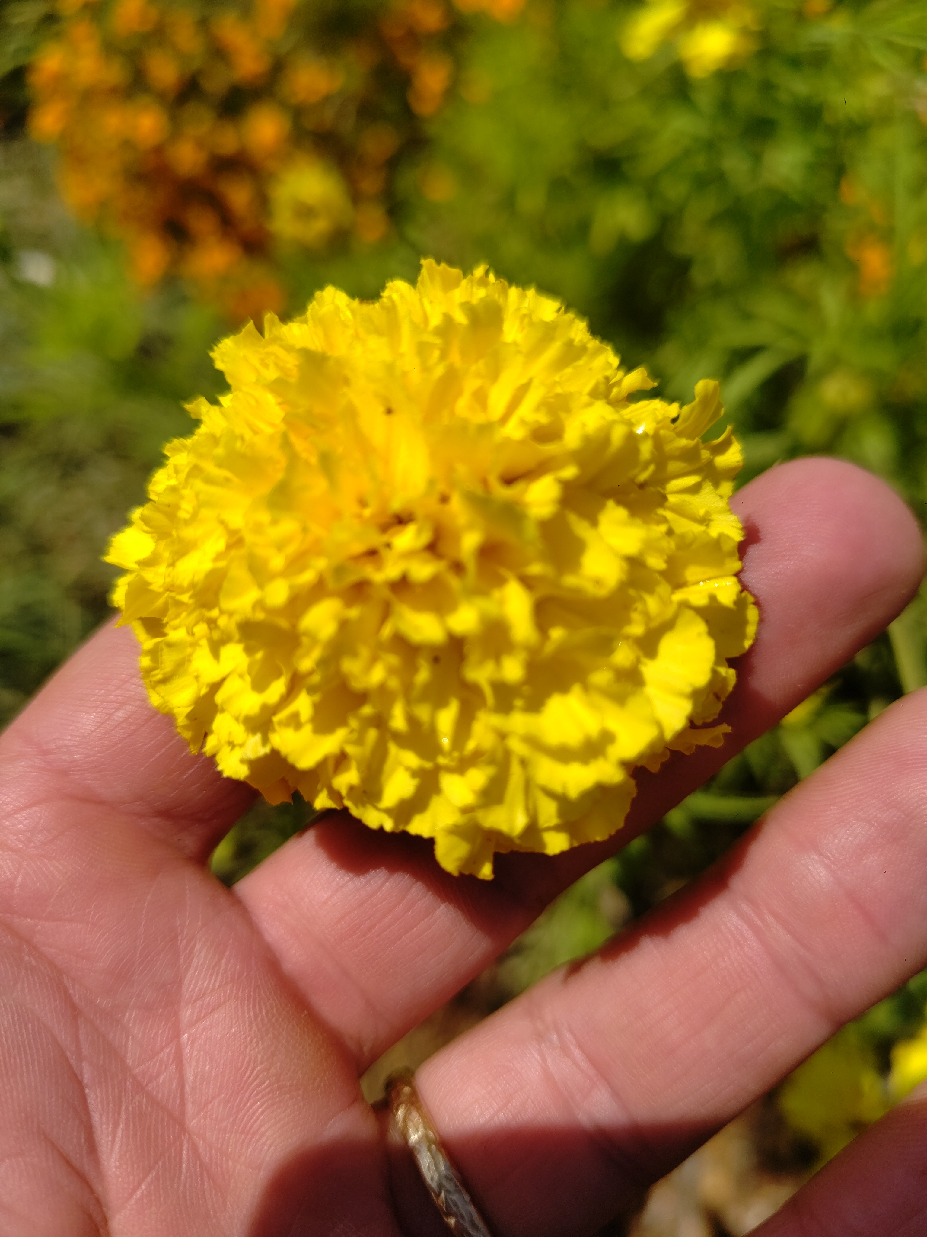 Fleurs de Tagetes jaune boîte de 10 u