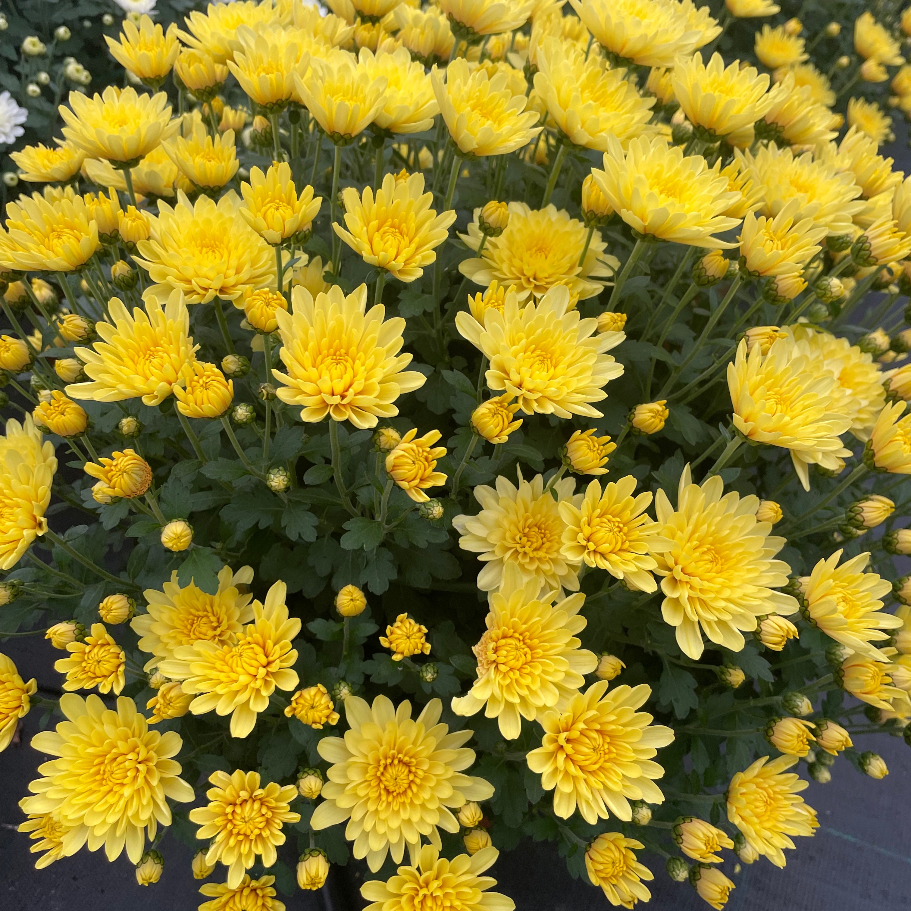 Chrysanthème Clero Citron