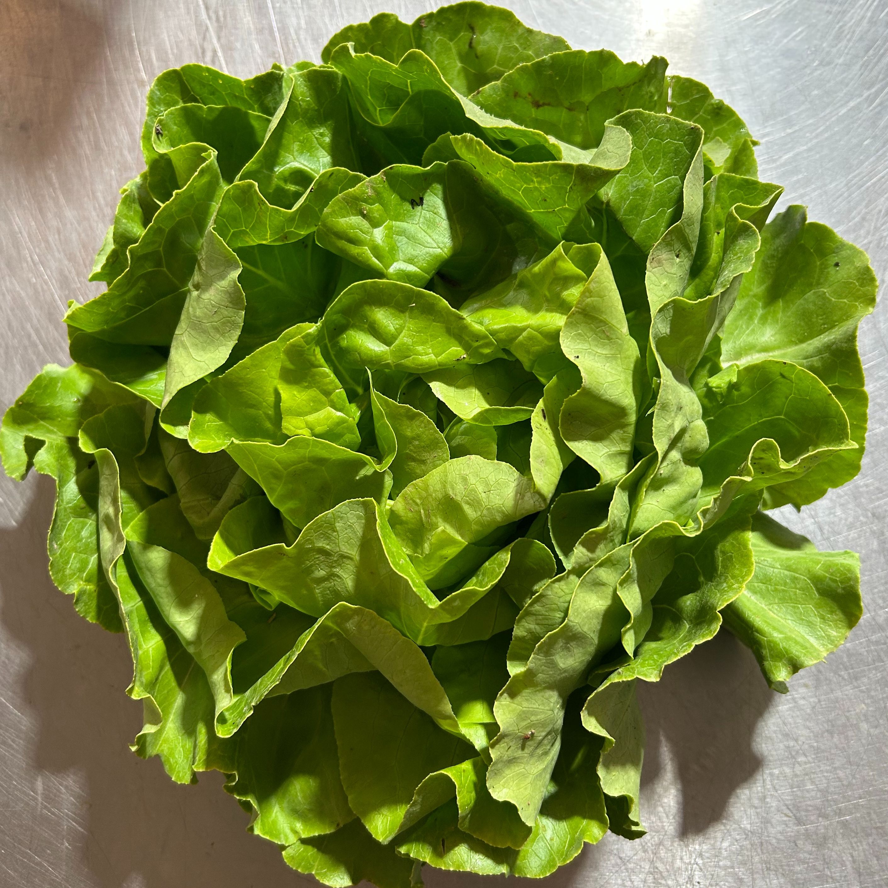 Salade Variété Laitue