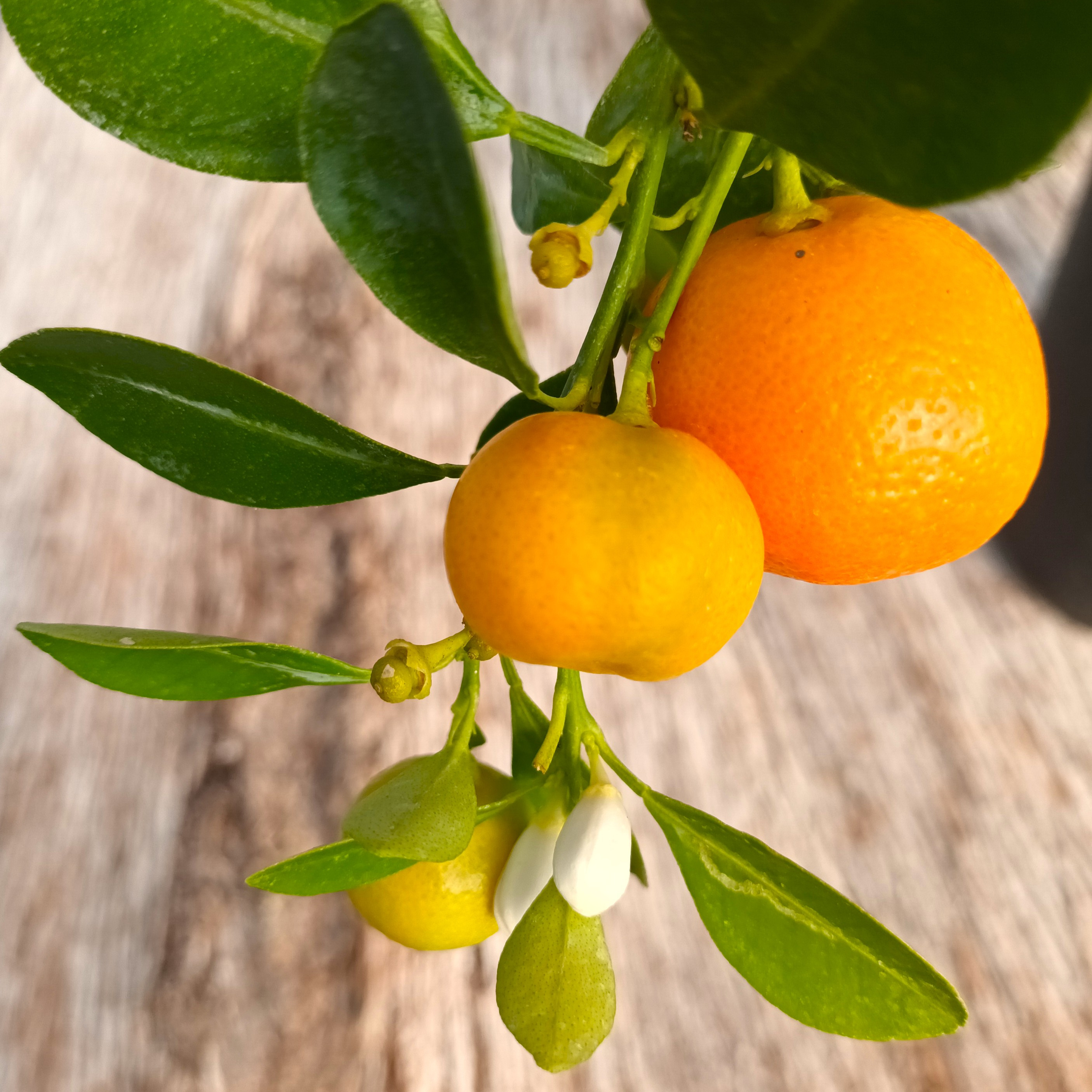 Calamondin - 3l
