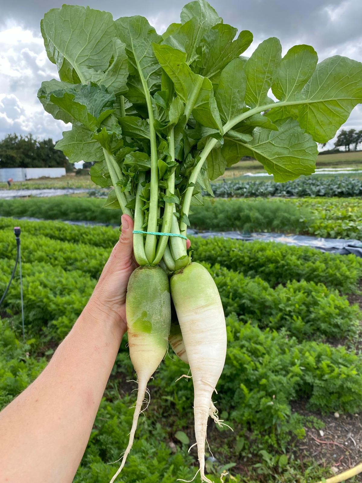 Radis Deligreen