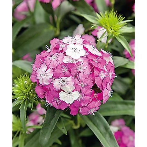Fleur d'oeillets du poète - 15g