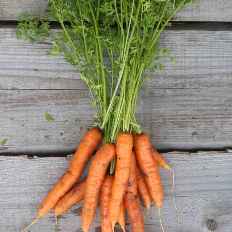 Carotte Botte