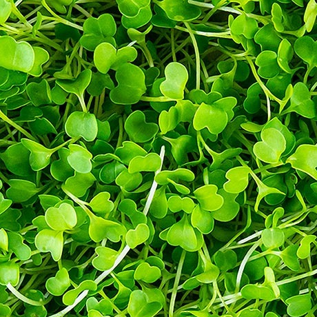 Micropousses Brocoli - 250g