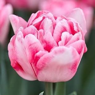 Tulipe Foxtrot
