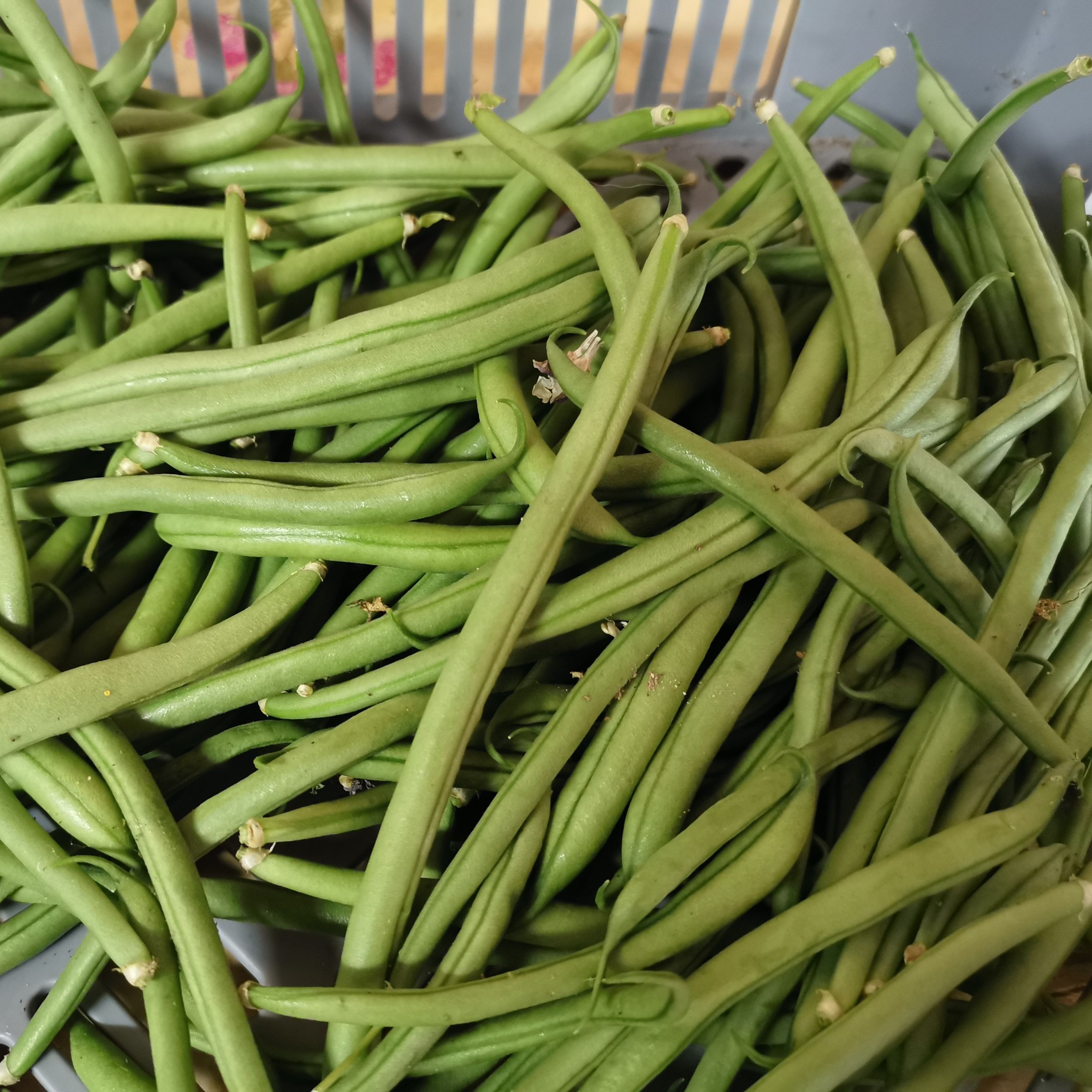 Haricots Verts