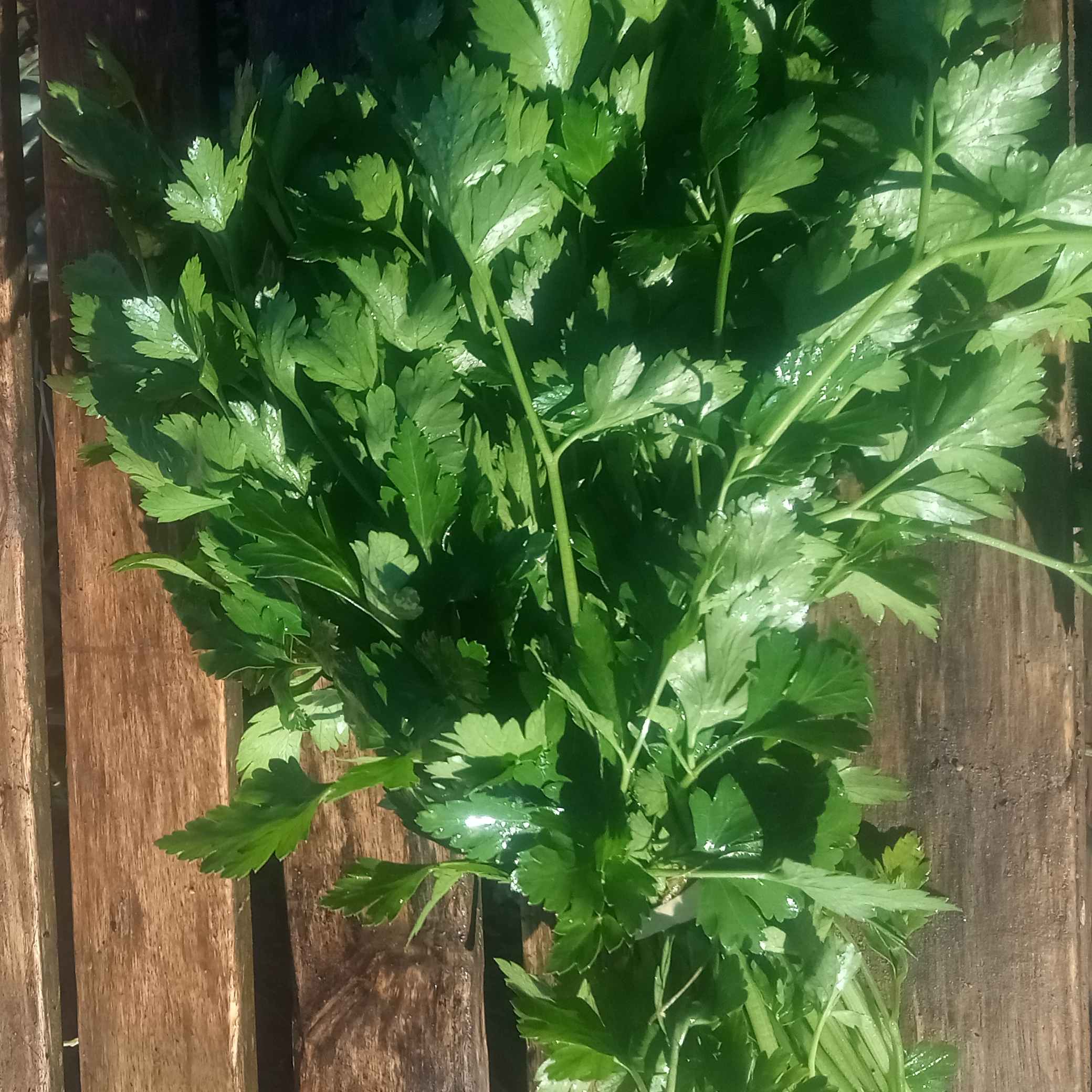Persil plat / bouquet