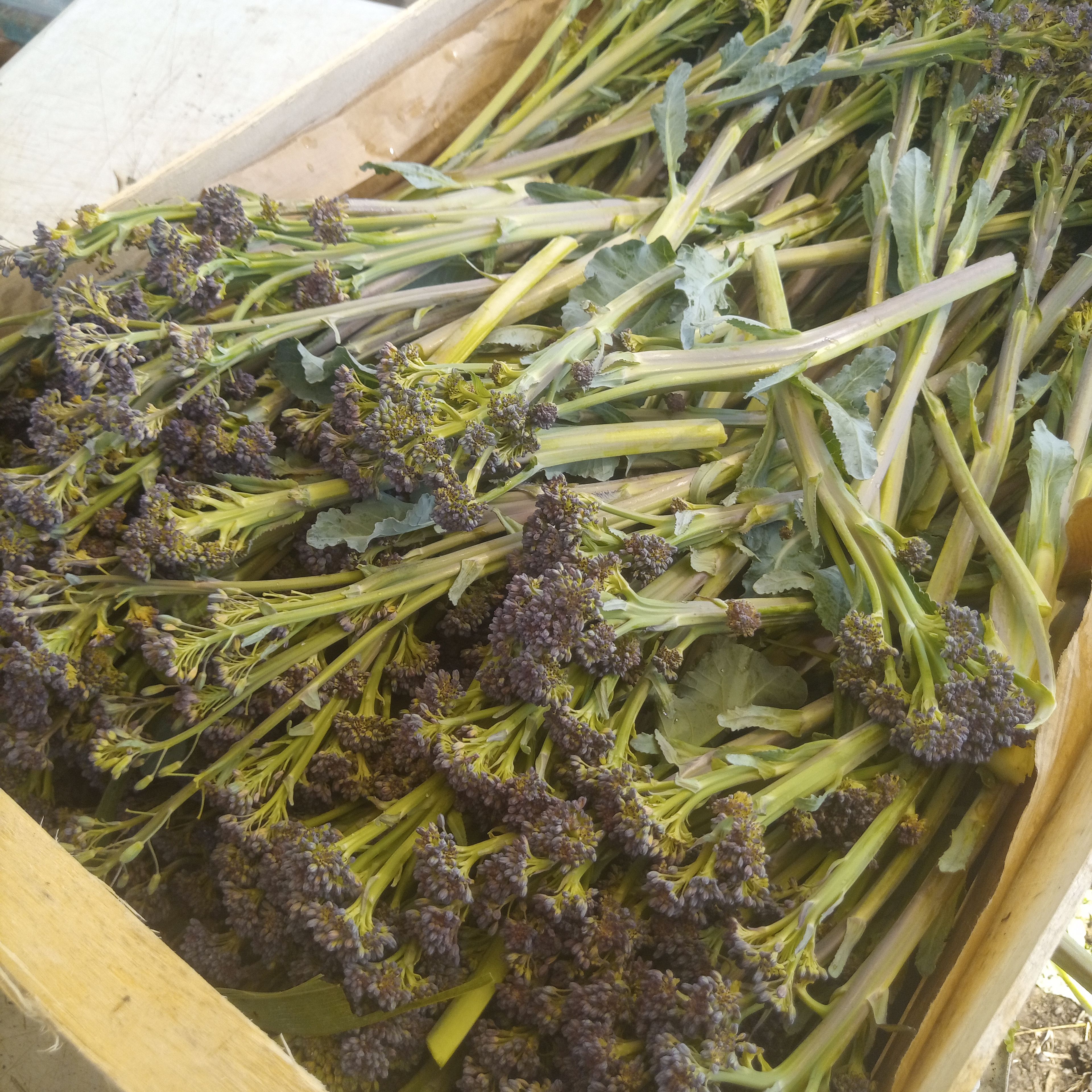 Brocoletti Violet / Bouquet de 500 gr