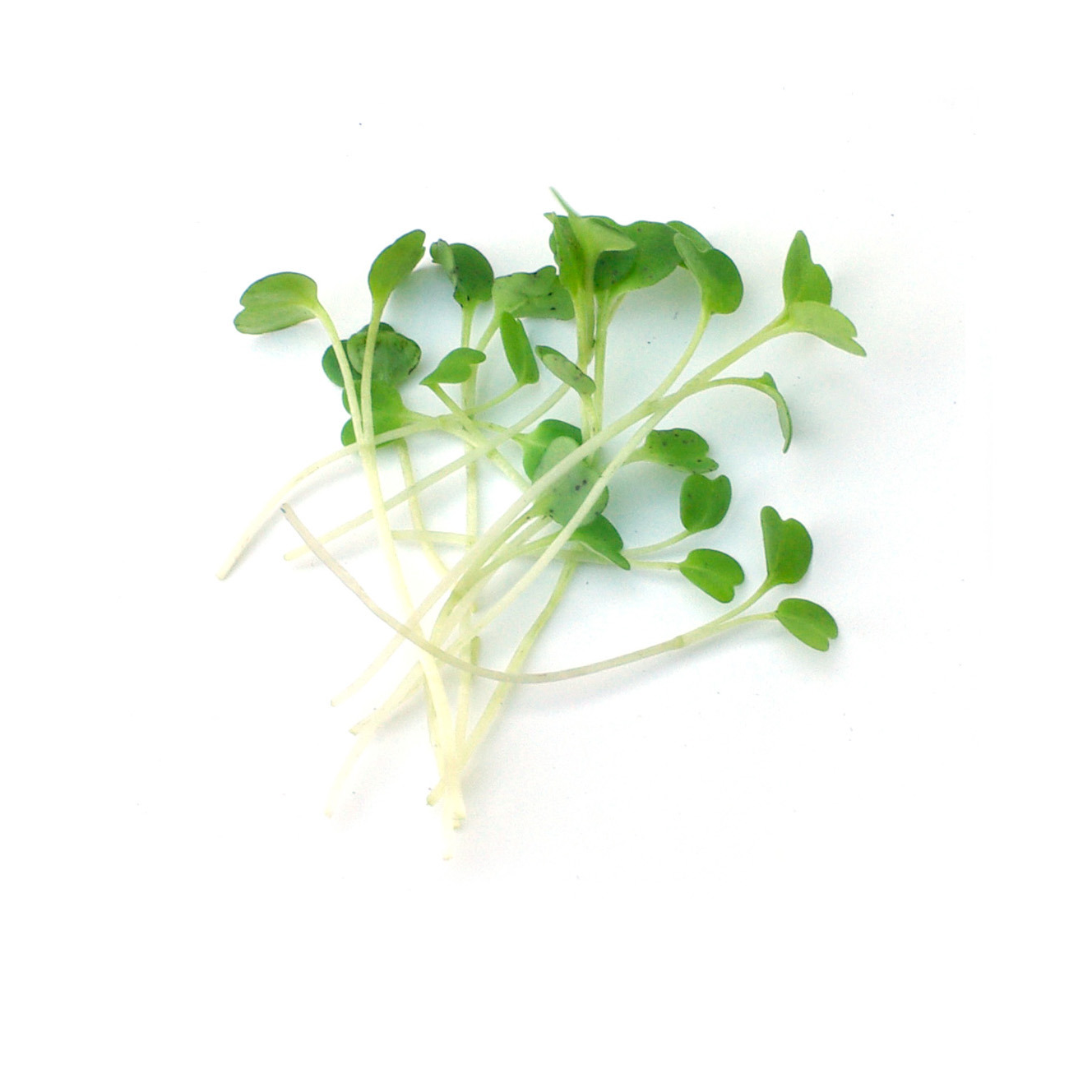 Micropousses - Roquette