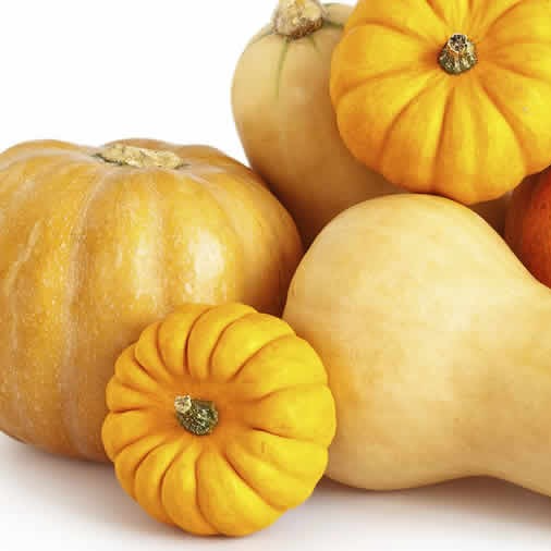 Potimaron - Conversion Bio - Ferme de Larrue