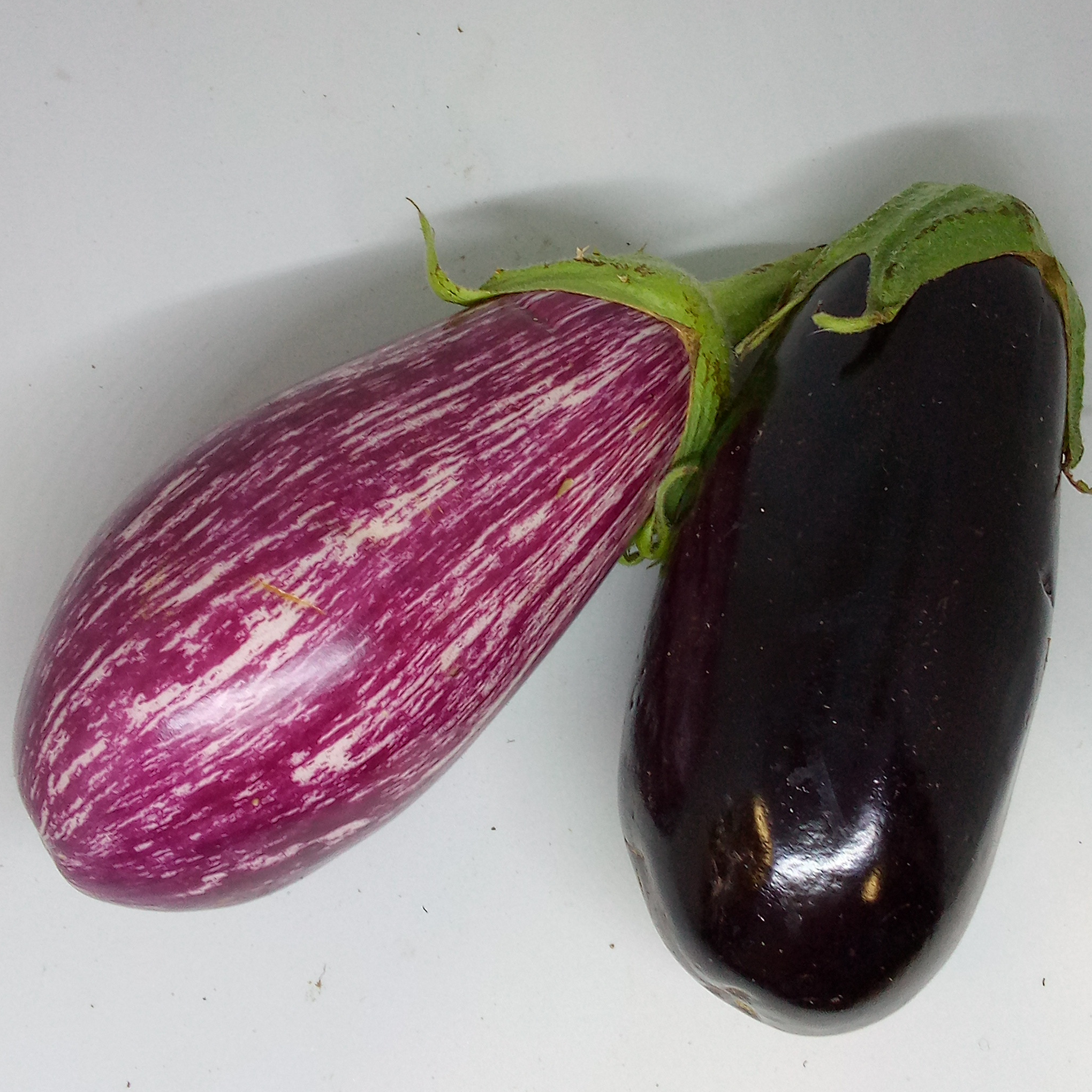 aubergine