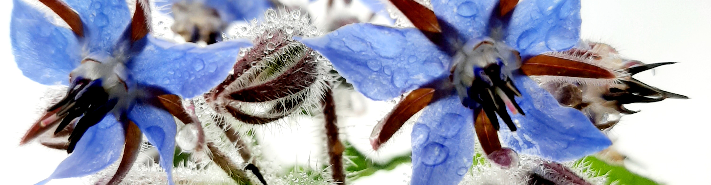 Les Jardins de la Sazée