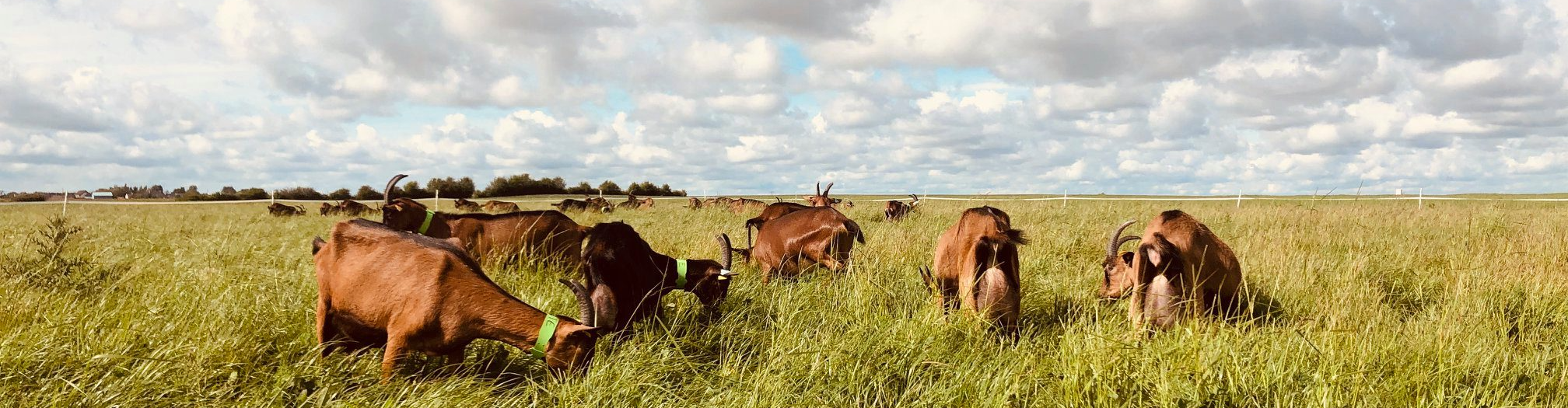 LA CHEVRERIE DE RILLY