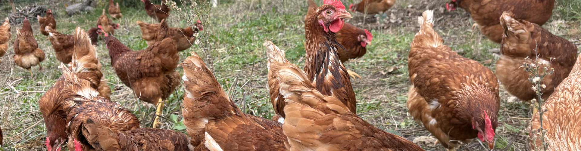 GAEC les jardins du mas serra 