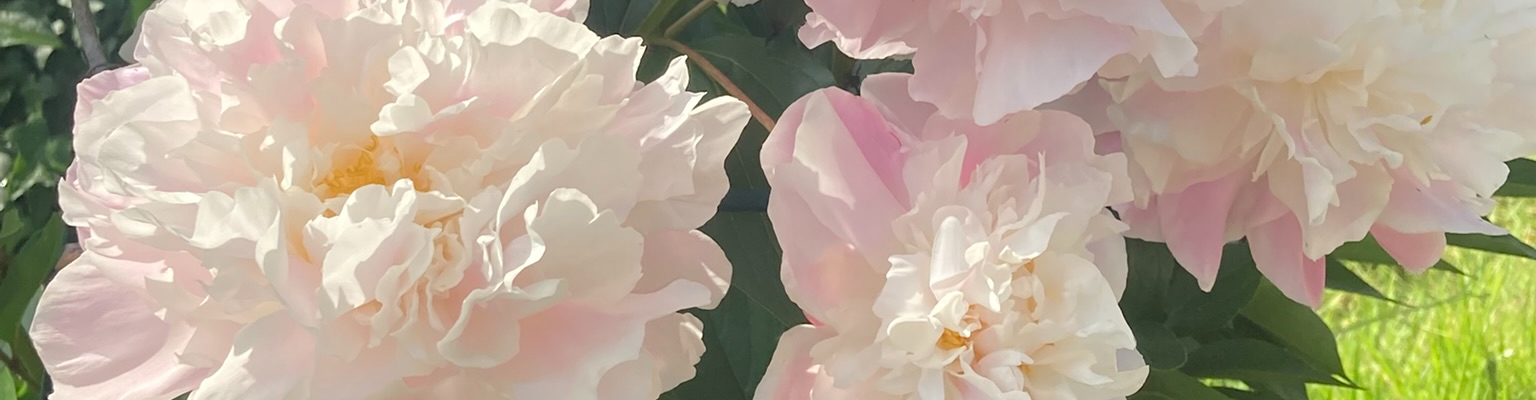 Les Floristes