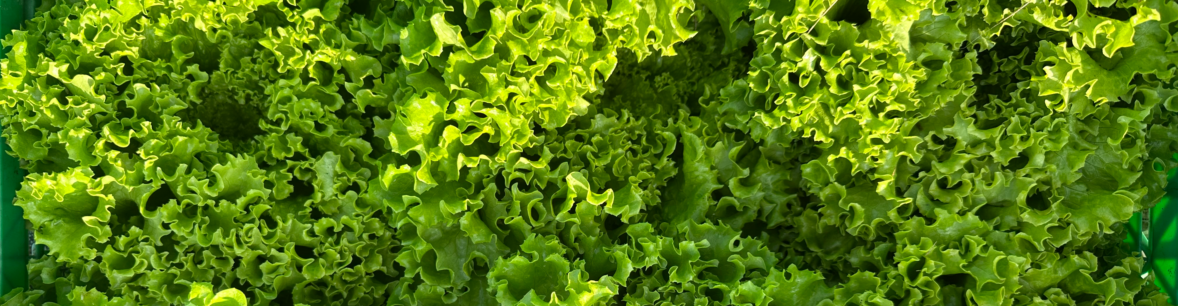 Les légumes du loup