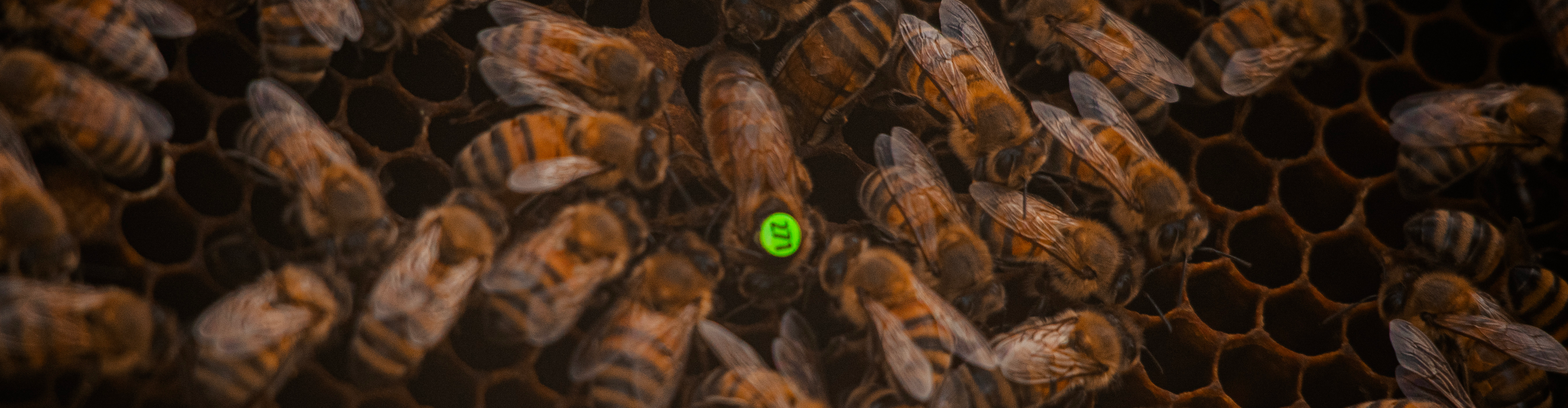 Apiculture Française 