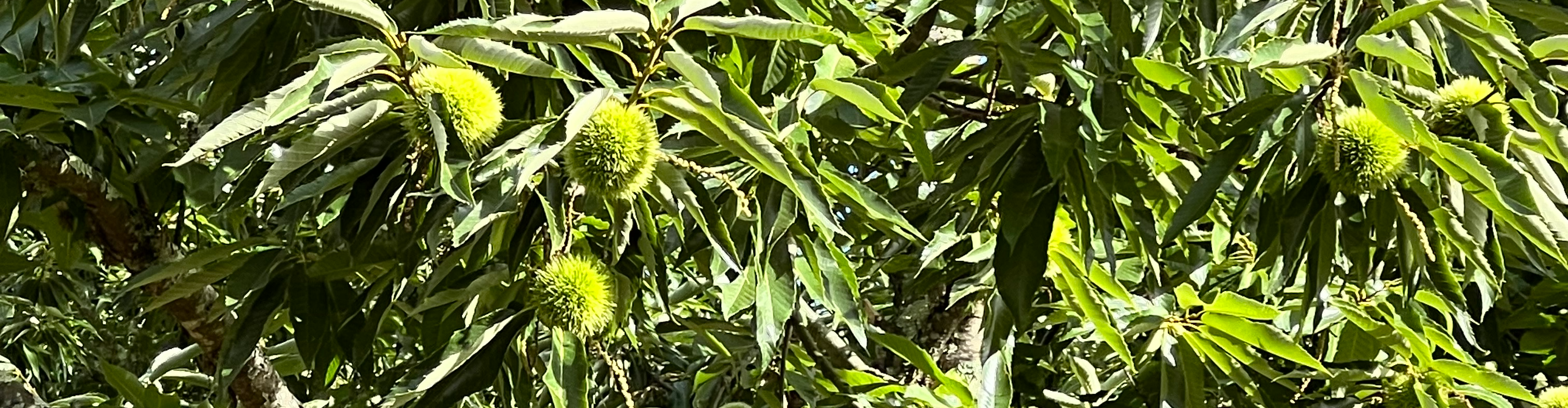 Les Vergers des Doud's