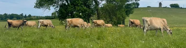 Le Fournil des Dam's
