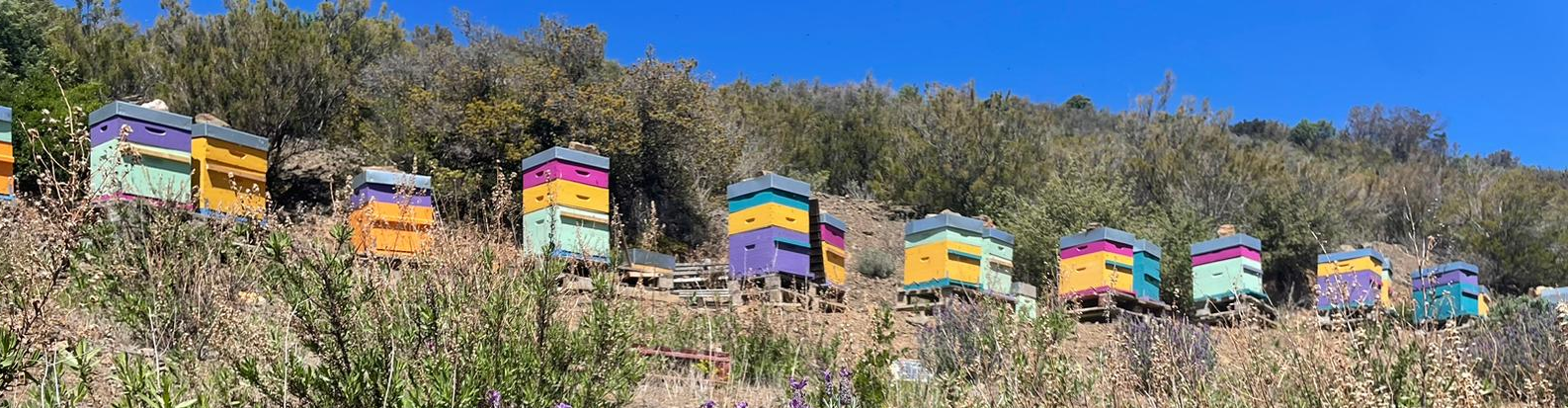 Ôde aux abeilles
