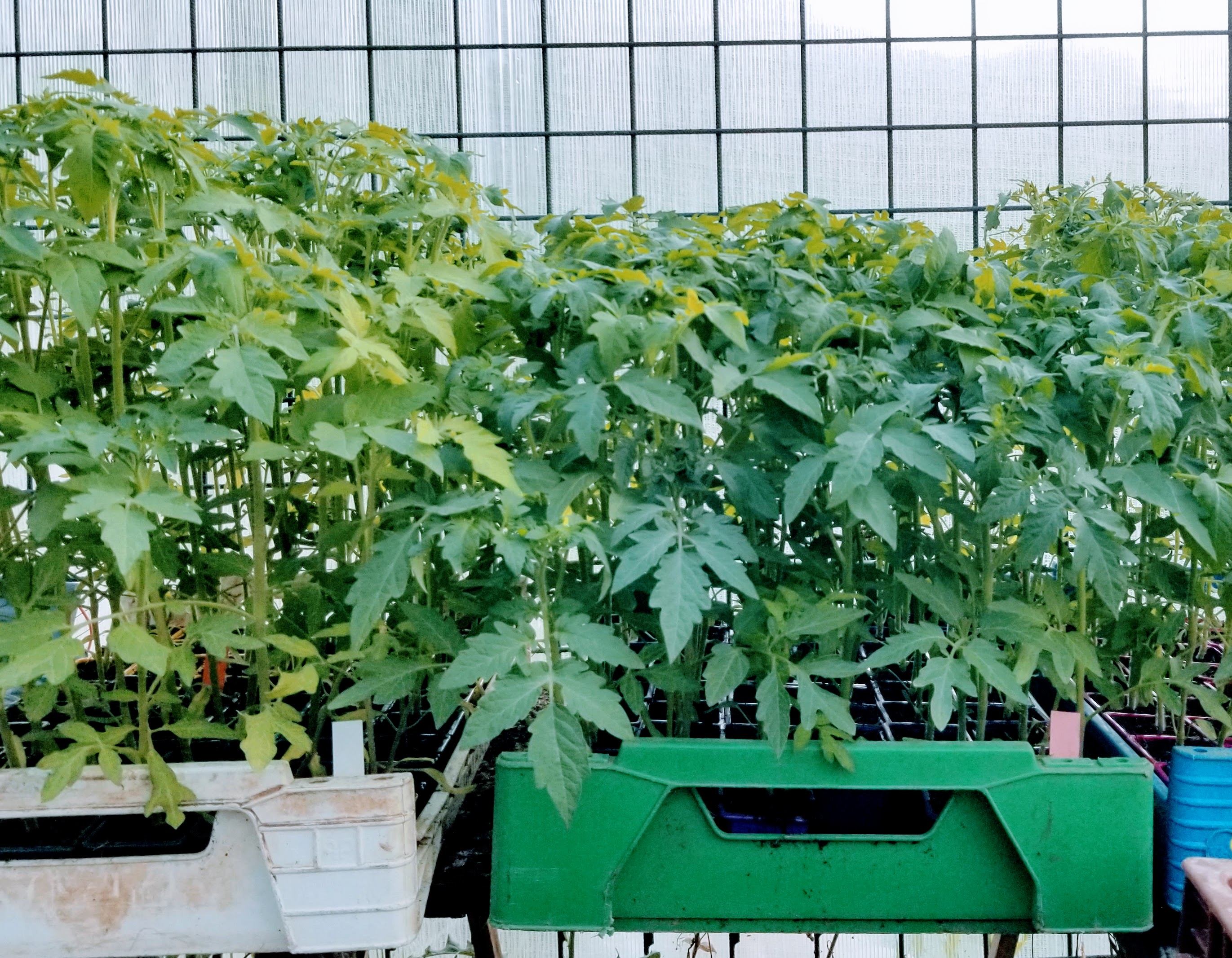 Le Potager de Saint Inn
